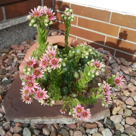 Edersonne アパート *