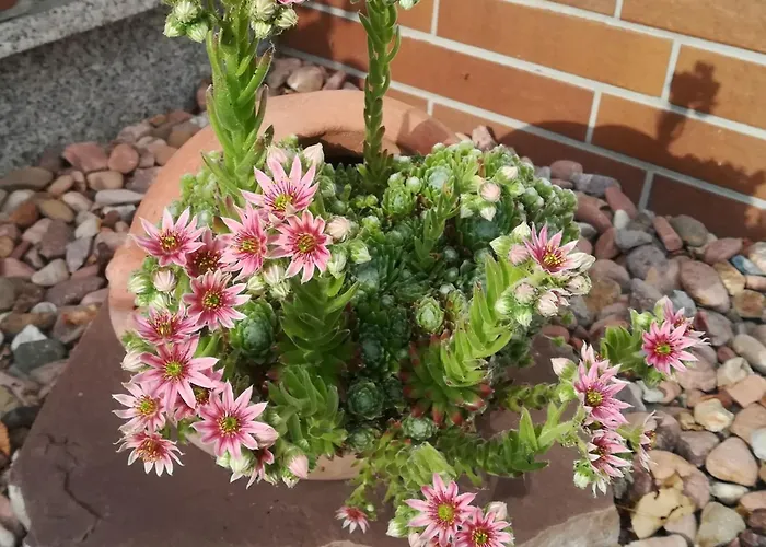 Edersonne Apartman *